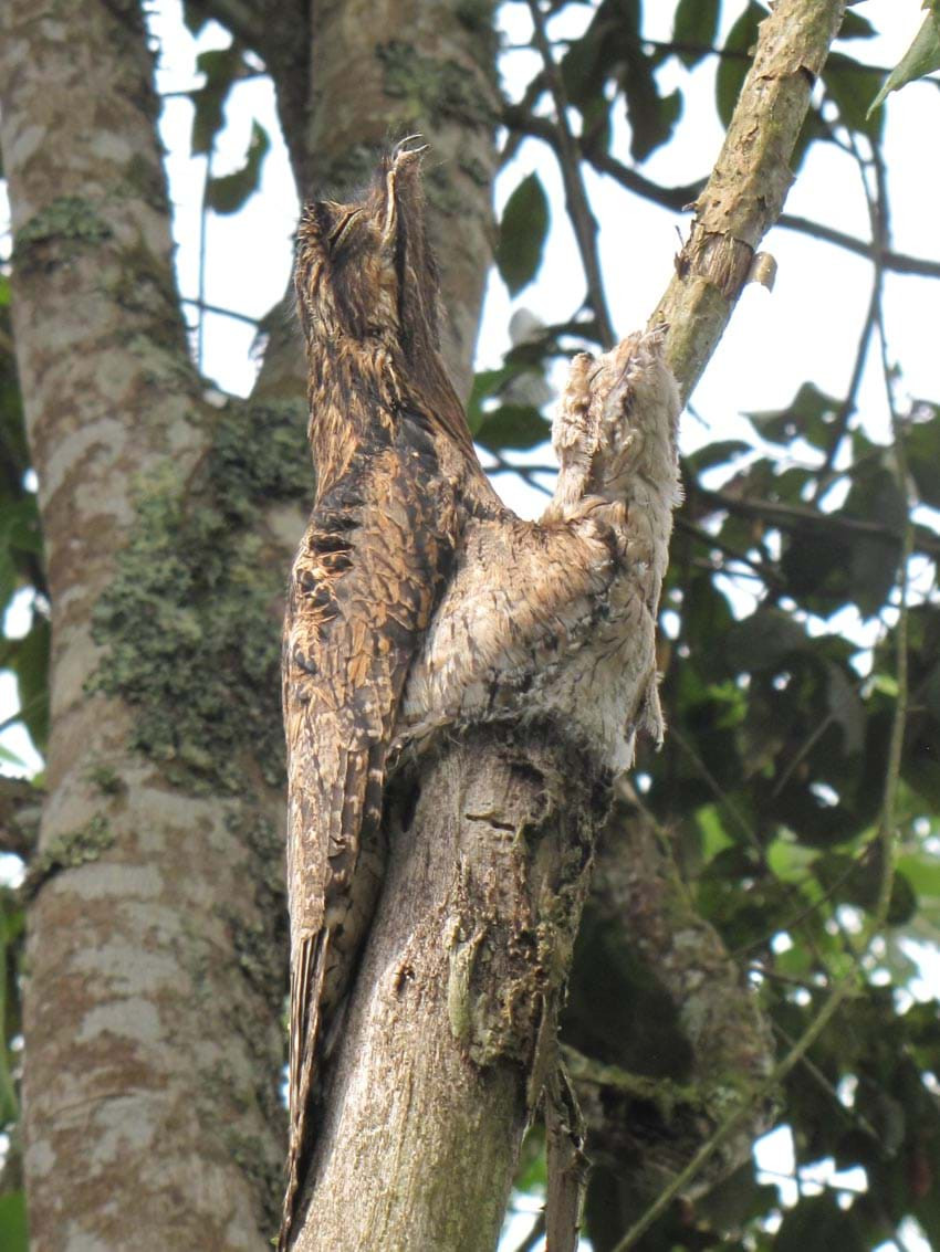 Gia đình ngụy trang: Hai mẹ con chim hoạt động về đêm này thuộc họ Caprimulgidae, được chụp trong tư thế lạ, bất động như trong trạng thái suy tưởng, khiến người ta khó nhận ra chúng. Ảnh chụp tại vùng núi Andes.