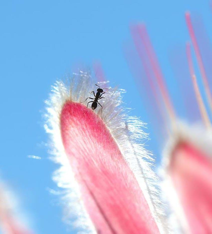 Leo dốc: Leo lên đỉnh là đặc tính của một số loài côn trùng như kiến muốn chinh phục điểm cao nhất của hoa. Tác giả Jianqun Gao, thuộc Đại học Sydney (Australia), phải chờ 27 phút để chụp ảnh này.