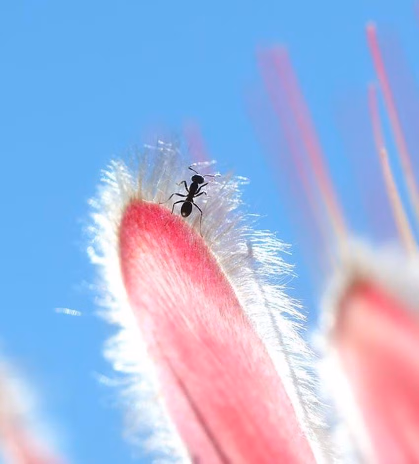 Leo dốc: Leo lên đỉnh là đặc tính của một số loài côn trùng như kiến muốn chinh phục điểm cao nhất của hoa. Tác giả Jianqun Gao, thuộc Đại học Sydney (Australia), phải chờ 27 phút để chụp ảnh này.