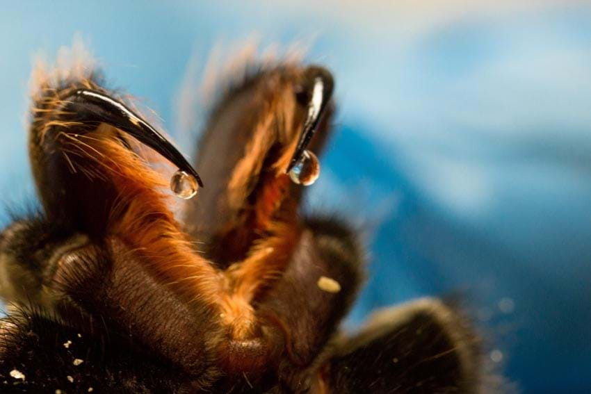 Nọc nhện: Ảnh thể hiện việc trích nọc của nhện kềnh Lasiodora trong phòng thí nghiệm. Nọc nhện này chứa 10 độc chất khác nhau có thể chữa bệnh và cũng có thể gây ra cái chết. Sải rộng của nhện có thể đạt 25cm, con cái có thể nặng đến 100g.