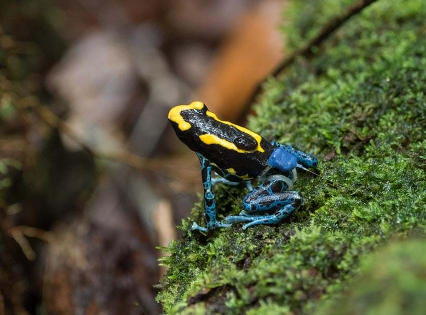 Lộ diện để tránh bị săn bắt: Một con ếch Dendrobates tinctorius cõng một nòng nọc trong rừng nhiệt đới Nam Mỹ. Loài ếch này có màu sắc rực rỡ, ngược với cách ngụy trang hòa lẫn vào thiên nhiên là một cách giúp các loài săn mồi dễ nhận, biết sự nguy hiểm và tránh xa.