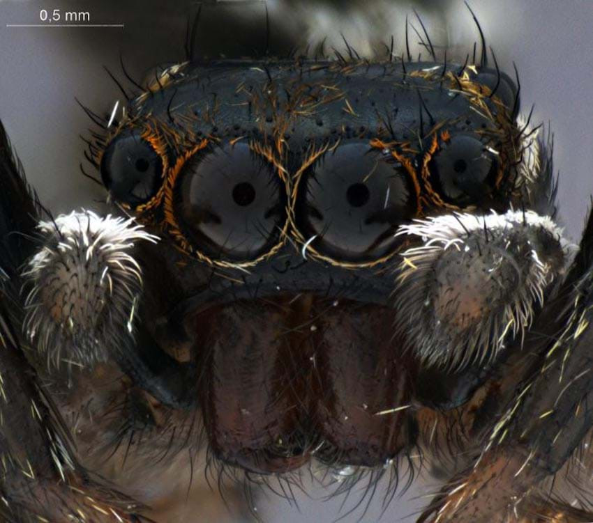 “Hãy nhìn thẳng vào mắt tôi”: Nhìn trực diện nhện nhảy (jumping spider – Salticidae), nhất là đôi mắt, rất gây ấn tượng.