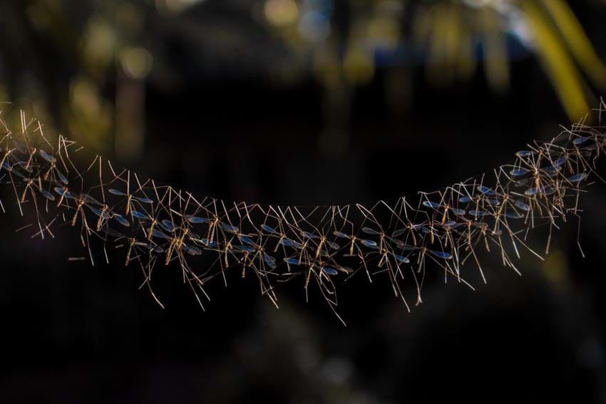 Cầu muỗi nhện: Ở Nam Philipppines, một nhóm muỗi nhện (crane fly) đực xếp nối tiếp nhau tạo nên một chiếc cầu mỏng manh (lekking), có lẽ là một tập tính liên quan đến sự sinh sản. Loài côn trùng hai cánh này hiện gặp nguy cơ mất chỗ sinh sống tự nhiên trong rừng do sự biến đổi khí hậu và sự mất cân bằng hệ sinh thái.