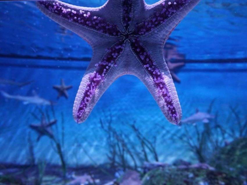 Sao biển: Sao biển thuộc ngành da gai có thể tái sinh bất kỳ phần nào của cơ thể nên rất được các nhà khoa học quan tâm.