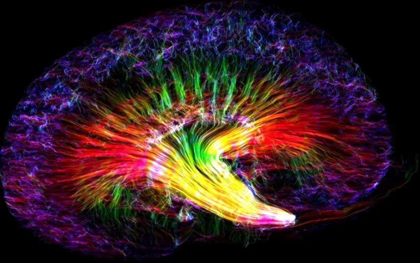 Cầu vòng thận: Ảnh thận của chuột này được chụp bởi kỹ thuật MRI khuếch tán, cho thấy các hướng lan chảy của các phân tử nước. Nhờ vậy ta trông thấy các ống thận, lọc máu để cho ra nước tiểu. Ảnh đẹp của Niang Wang, thuộc Đại học Duke (Mỹ), đoạt giải nhất kèm số tiền thưởng 550 euro.