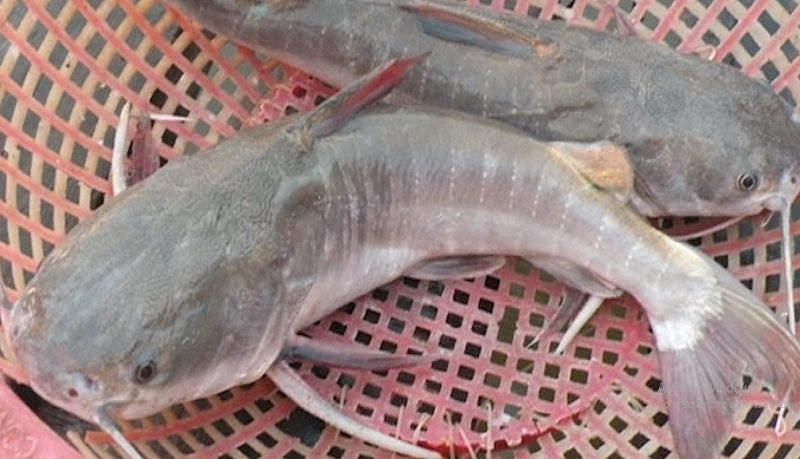 Trên thị trường hiện nay, cá vồ chó (còn được gọi là cá vồ biển) được bán với giá từ 90.000 -200.000 đồng/kg tùy thời điểm. Ảnh: VOV.