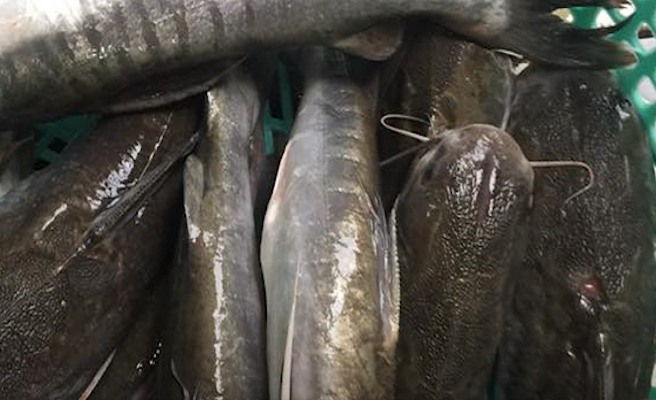 1. Cá vồ chó, loài cá có tên nghe hơi "sỗ sàng", là món ăn của nhà nghèo xưa, nay nó trở thành đặc sản khó quên trong lòng mỗi du khách khi đến với vùng sông nước Cà Mau. Ảnh: VOV.