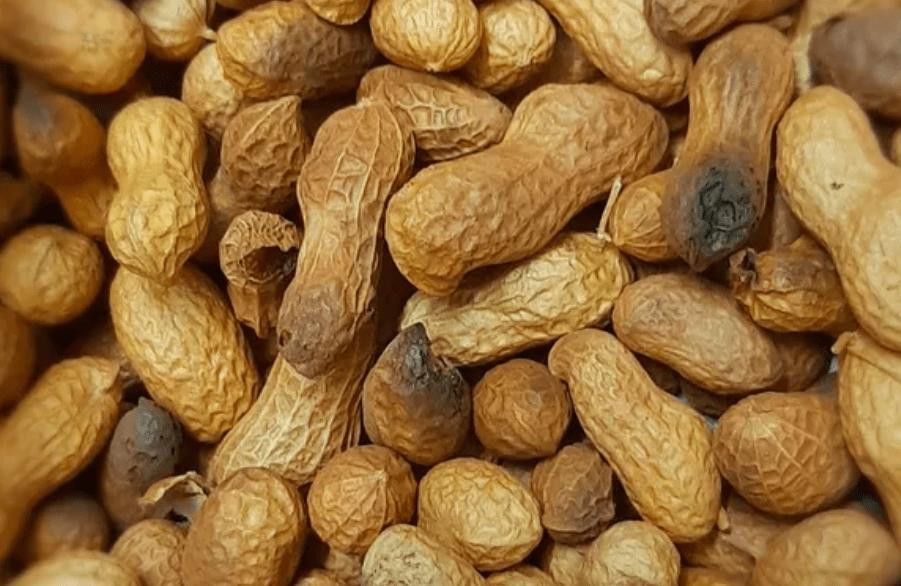 Trên thực tế, aflatoxin sợ nhất chính là nước, nếu luộc lạc mốc trong nước thì hơn 90% aflatoxin sẽ bị tiêu diệt, nhưng vẫn có khả năng aflatoxin còn sót lại. Vì vậy, để đảm bảo an toàn, nếu lạc bị mốc hoặc đổi màu một chút, bạn nên vứt chúng ngay. Ảnh: ABLW.