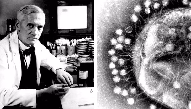 Thuốc kháng sinh: Trước kỳ nghỉ hè năm 1928, nhà sinh vật học người Scotland Alexander Fleming chỉ xếp các mẻ cấy vi khuẩn tụ cầu trong góc phòng thí nghiệm mà không dọn dẹp chúng. Khi trở về nhà, ông mới phát hiện một mẻ cấy đã bị mốc. Kiểm tra dưới kính hiển vi, ông ngạc nhiên khi thấy mốc đã ngăn chặn sự sinh sôi của vi khuẩn. Sau một thời gian nghiên cứu, ông xác định loại nấm mốc này thuộc họ Penicillium, sau đó đặt tên cho chất tiết ra chính là penicillin. Nhờ tính đãng trí của Fleming, chúng ta đã có thuốc kháng sinh ngày nay.