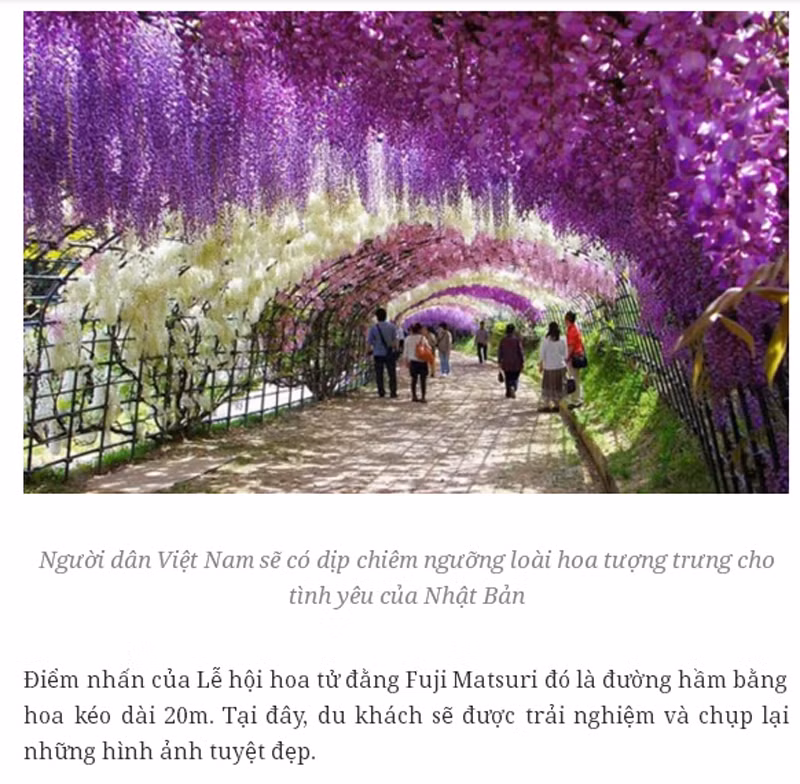 Đây là hình ảnh kèm những lời quảng cáo "có cánh" được một số tờ báo và trang tin đưa tin rầm rộ mấy ngày qua về lễ hội hoa tử đằng này...