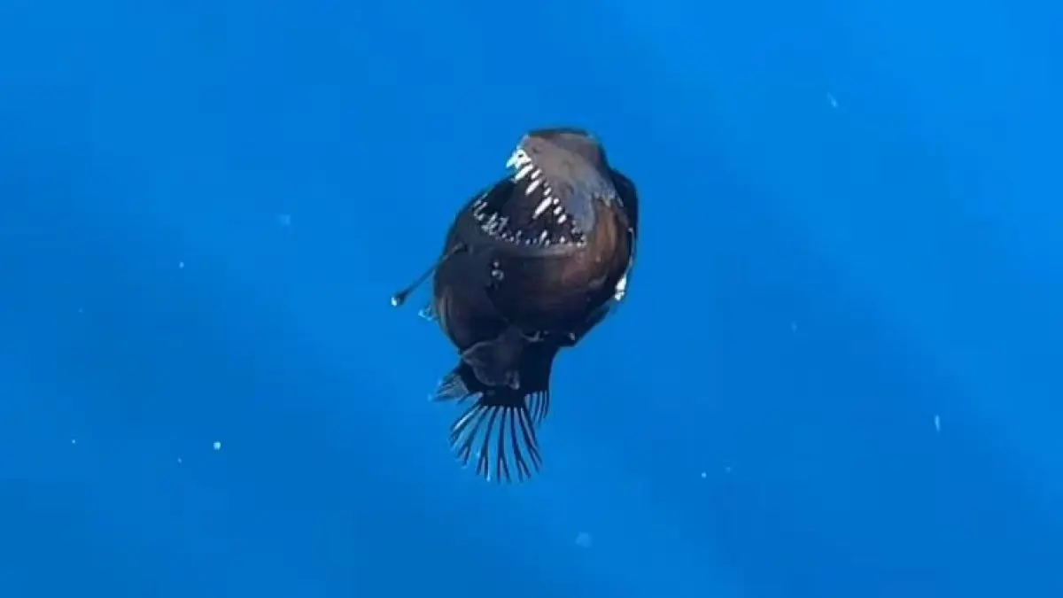 Điều đáng ngạc nhiên là chiều dài tối đa của loài này chỉ có 12,7 cm. (Ảnh: 3Bee)