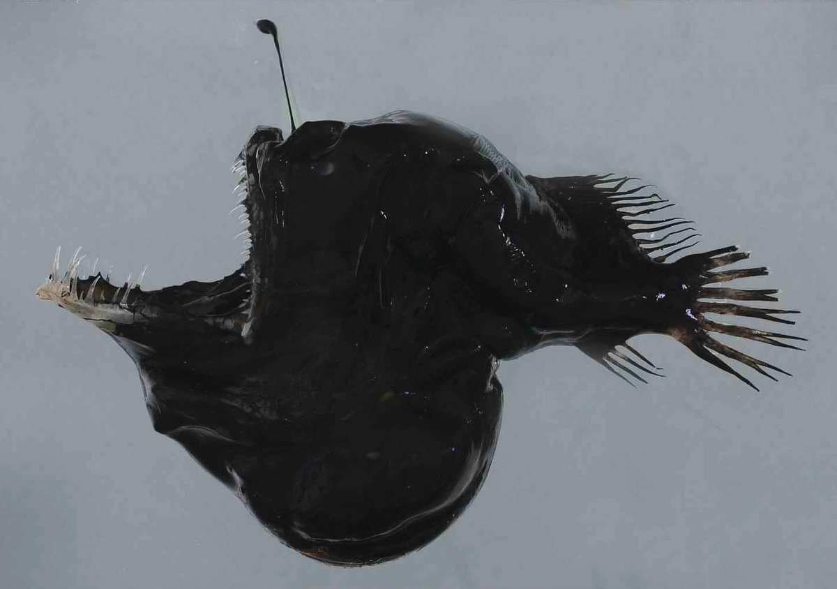 Loài này có cái miệng rộng hoác với hàm răng sắc nhọn mọc tua tủa. Chính những đặc điểm bên ngoài này khiến mà chúng có cái tên thứ hai là "quỷ đen xấu xí". (Ảnh: australian.museum)