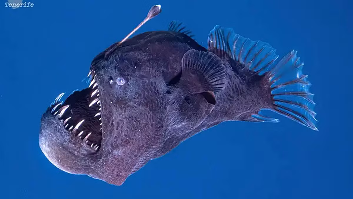 Sự xuất hiện của con cá này ở vùng nước nông là cực kỳ hiếm gặp. Nhóm nghiên cứu không rõ lý do tại sao con cá lại xuất hiện xa nơi sinh sống thông thường của nó. Phát hiện này càng đặc biệt khi những ghi nhận về loài này thường bao gồm ấu trùng, cá trưởng thành đã chết hoặc được phát hiện bởi tàu ngầm trong các chuyến thám hiểm khoa học. (Ảnh: Thanh niên Việt)