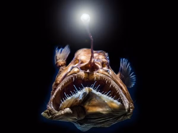 Dọc sống lưng của cá vẩy chân dày đặc những gai phát sáng để thu hút con mồi. Khi con mồi đến đủ gần, chúng ngay lập tức chộp lấy và nghiền nát bằng bộ hàm to khỏe, đầy mãnh lực. (Ảnh: wiseoceans)