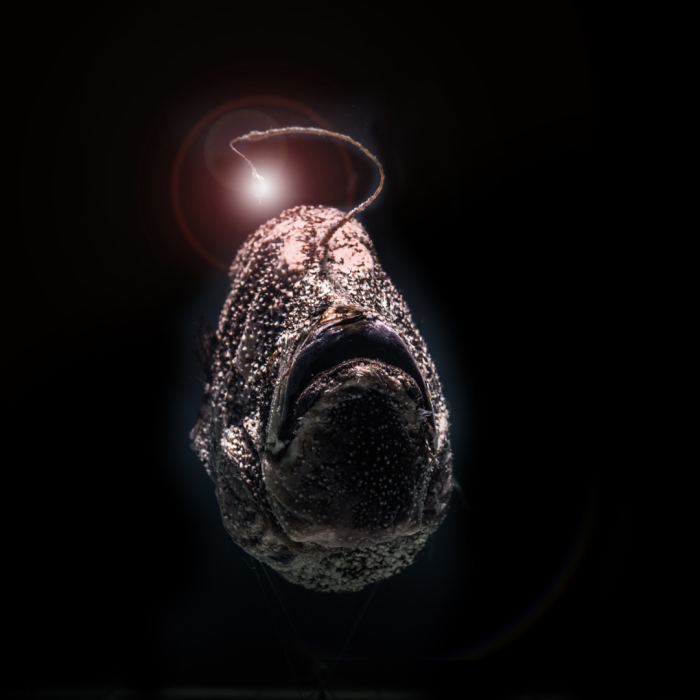 Một thực tế ít người biết tới là ở loài này, những cá thể đực thường nhỏ hơn và trông rất khác so với những cá thể cái, chiều dài 3 cm cho giống đực và 20 cm cho giống cái. (Ảnh: wiseoceans)