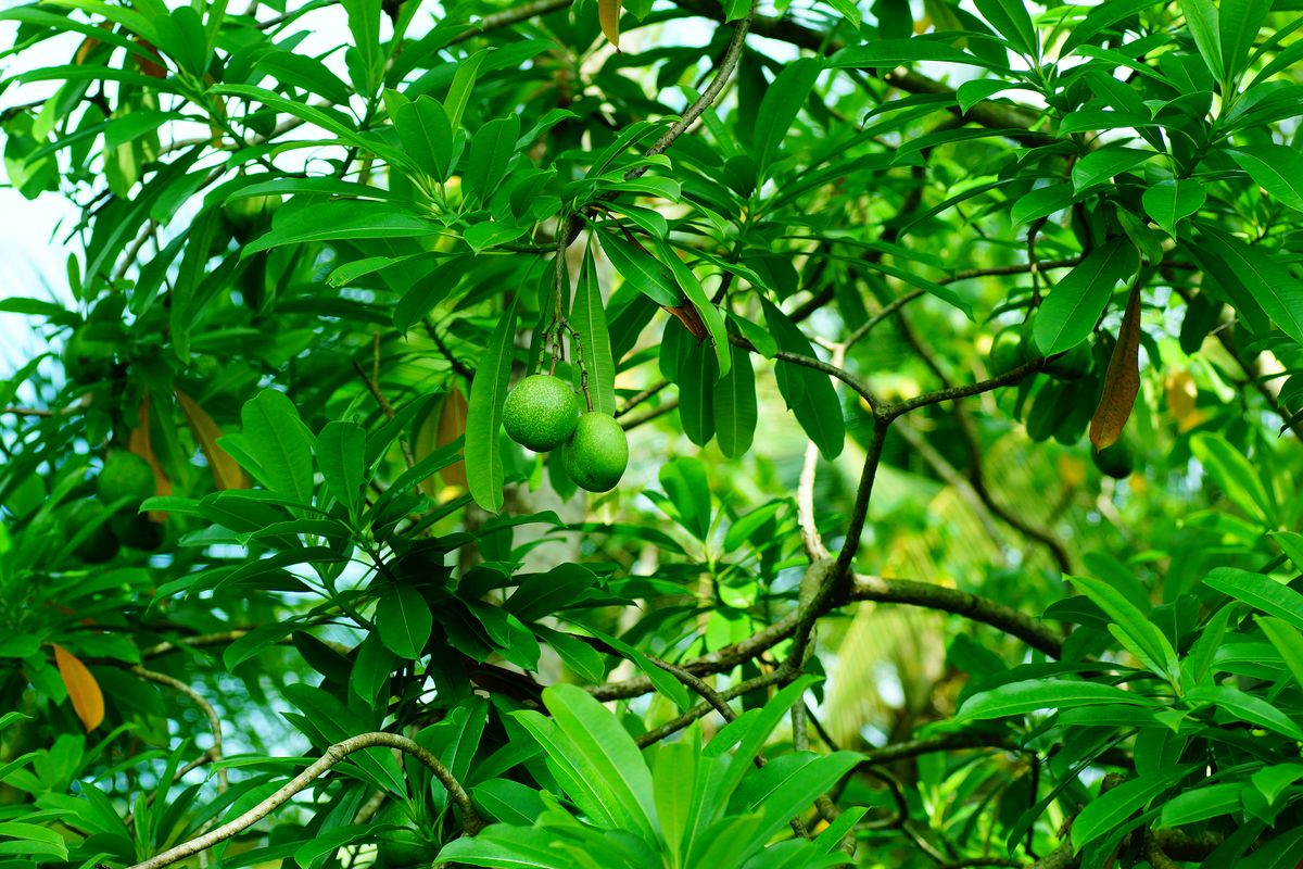 Điều đáng sợ nhất là độc tố này không có thuốc giải, khiến nạn nhân gần như không có cơ hội sống sót. (Ảnh: Wikipedia)