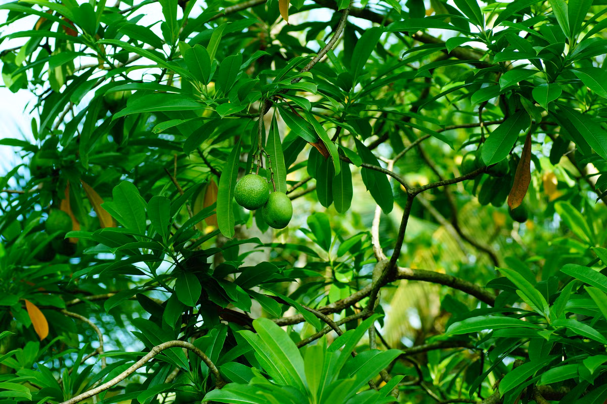 Điều đáng sợ nhất là độc tố này không có thuốc giải, khiến nạn nhân gần như không có cơ hội sống sót. (Ảnh: Wikipedia)