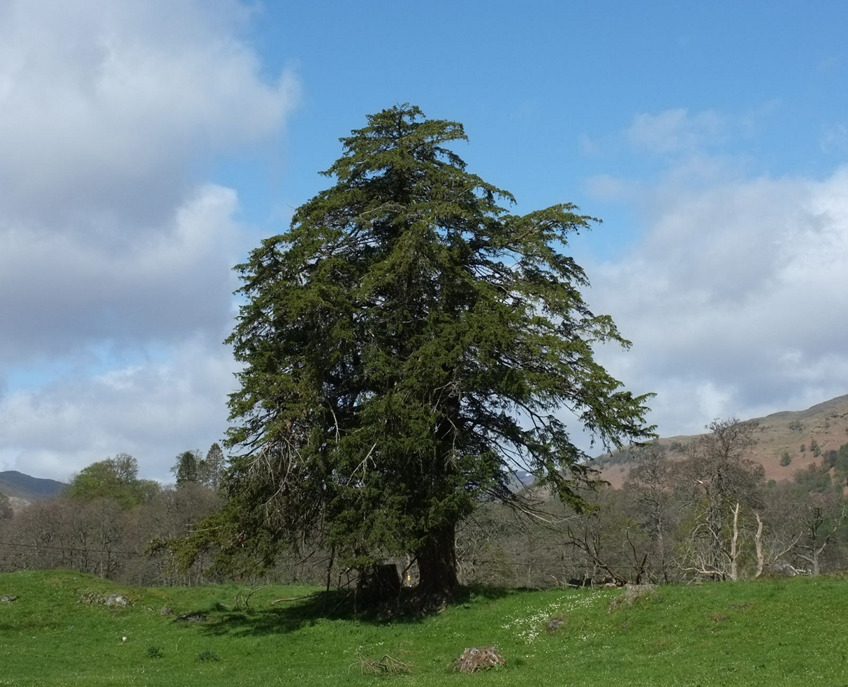 Tuy nhiên, chính hợp chất nguy hiểm này lại được ứng dụng trong y học để điều trị ung thư. (Ảnh: Trees and Shrubs Online)