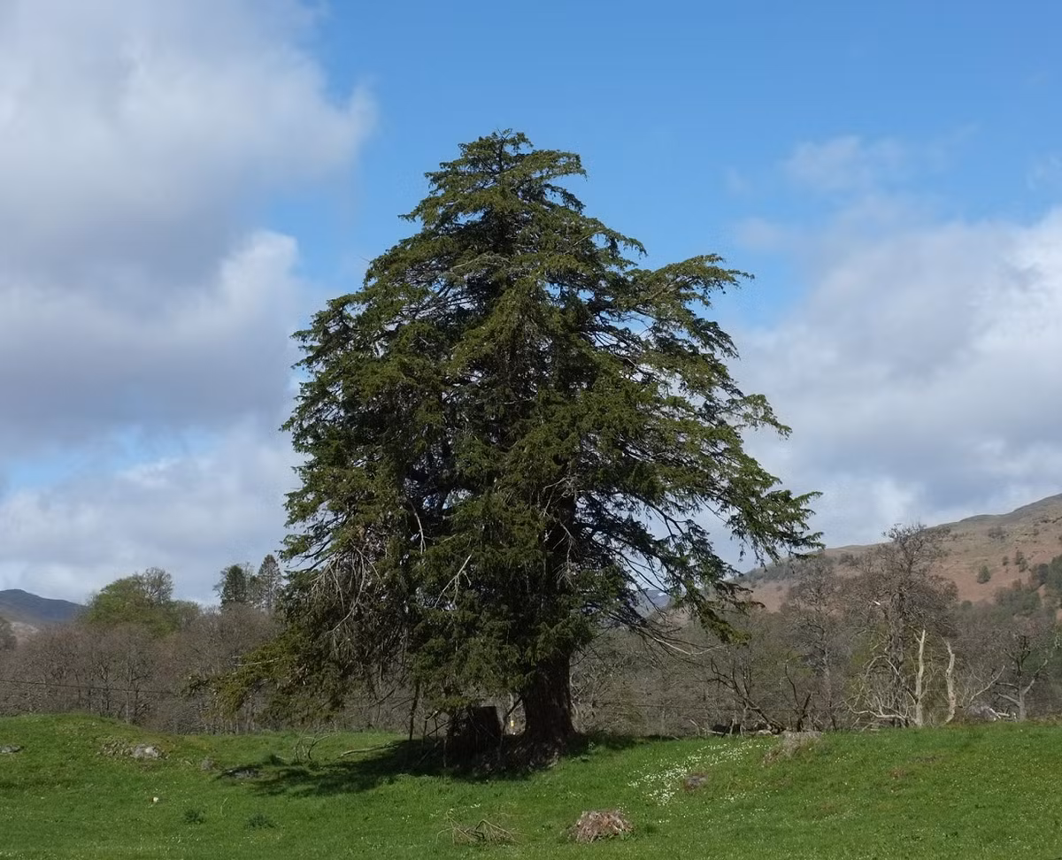 Tuy nhiên, chính hợp chất nguy hiểm này lại được ứng dụng trong y học để điều trị ung thư. (Ảnh: Trees and Shrubs Online)