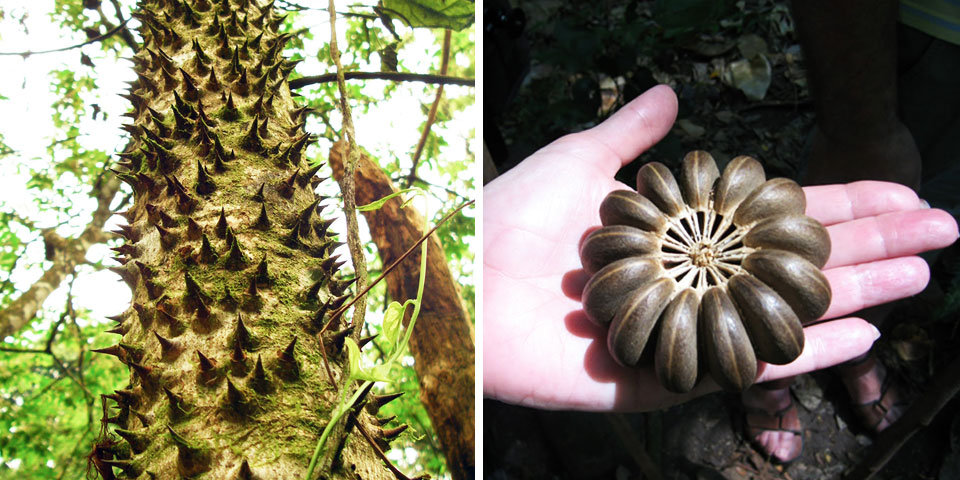 Nhựa cây cũng cực độc, có thể gây phát ban đau đớn và làm mù mắt khi tiếp xúc. (Ảnh: Author Natasha York)