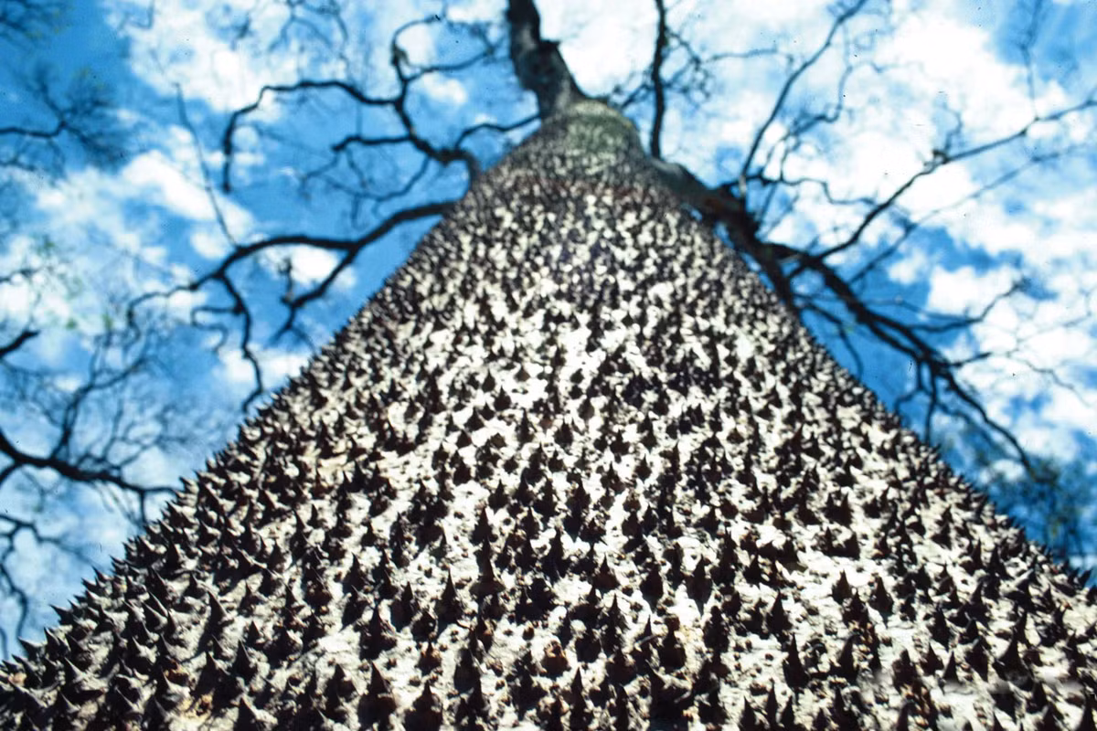 2. Cây sandbox: Được mệnh danh là "cây thuốc nổ", quả của cây này khi khô sẽ phát nổ mạnh, bắn hạt với tốc độ lên tới 240 km/h. (Ảnh: Britannica)