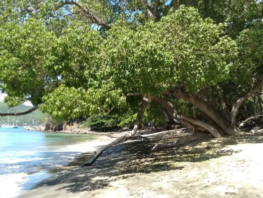 Thậm chí, nước mưa nhiễm nhựa cây cũng có thể khiến người đứng dưới bị tổn thương da nghiêm trọng.(Ảnh: Bequia Stories)