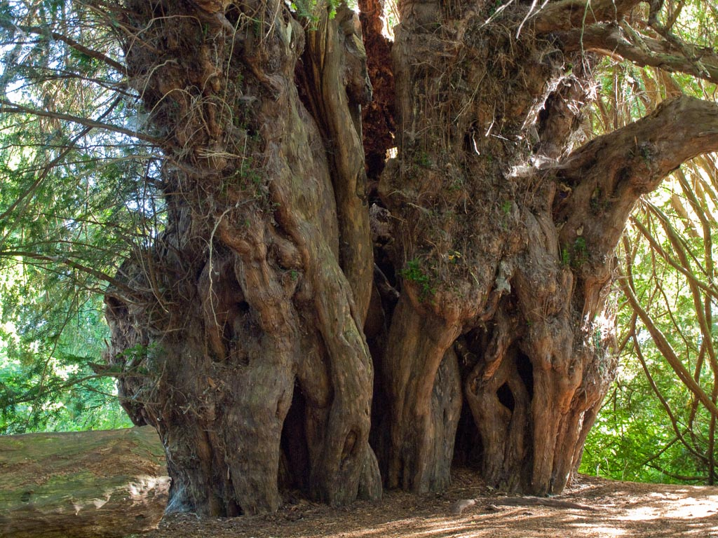 4. Cây thủy tùng châu Âu (Taxus baccata): Tất cả các bộ phận của cây đều chứa taxine, một chất độc có thể gây tử vong chỉ với một nắm lá. (Ảnh: The Gymnosperm Database)