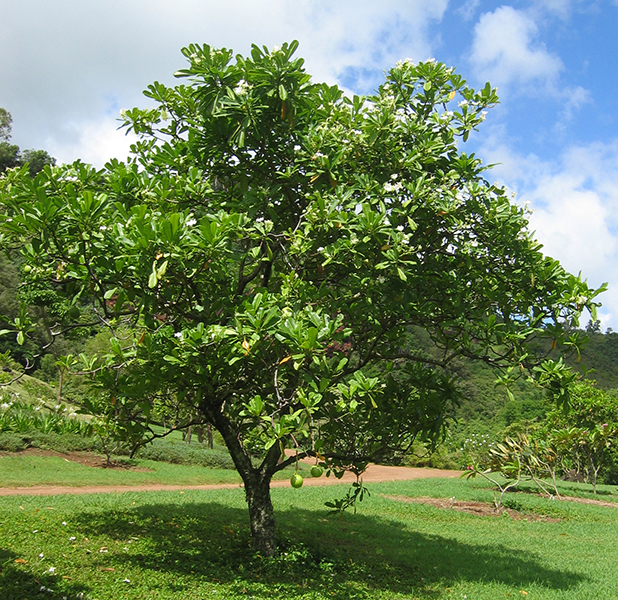 3. Cây tự tử (Cerbera odollam): Hạt của cây chứa cerberin, một chất độc gây ngừng tim nhanh chóng, từng được sử dụng trong nhiều vụ tự sát và giết người. (Ảnh: National Tropical Botanical Garden)