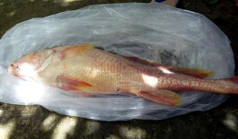 Loài cá này sinh sống ở biển, nhưng vào mùa sinh sản (tháng 1 - 4 và 9 - 10 âm lịch) nó sẽ bơi đến các vùng cửa sông nước lợ để đẻ. (Ảnh: Báo Nghệ An).