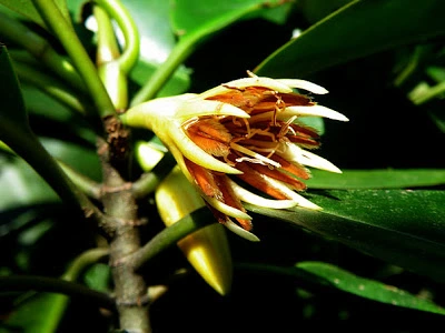 Cây con sử dụng cây mẹ làm nguồn dinh dưỡng cho đến khi có thể tự đứng độc lập. Sau đó, cây con sẽ tách khỏi cây mẹ và rơi xuống đất, nảy mầm để tạo thành một cây mới. (Ảnh: Native plants Garden )