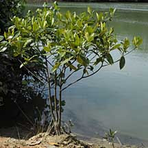 Điều độc đáo về loại cây này chính là cách nảy mầm và phát triển của chúng. (Ảnh: wildsingapore homepage)