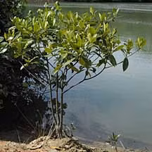 Điều độc đáo về loại cây này chính là cách nảy mầm và phát triển của chúng. (Ảnh: wildsingapore homepage)