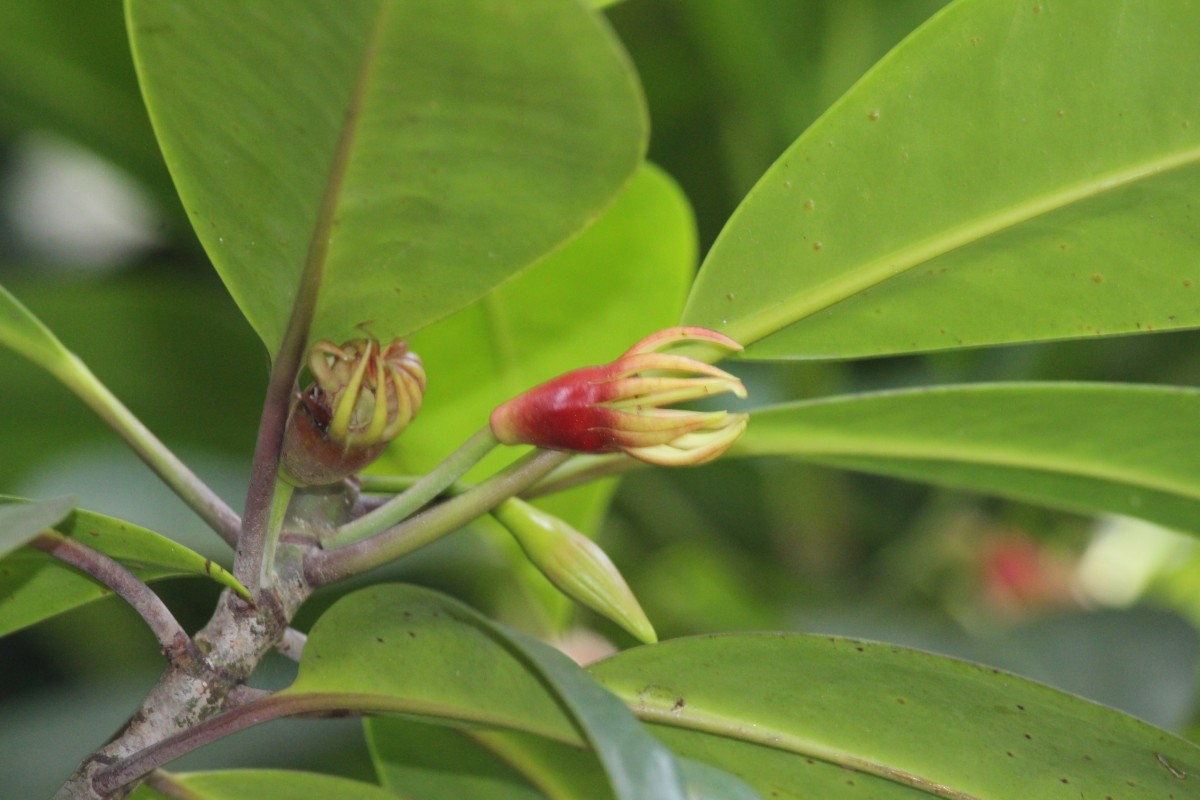 Cây vẹt đen cũng mang lại giá trị kinh tế thông qua gỗ của nó và một số ứng dụng khác trong sản xuất nhuộm và nhuộm vải. (Ảnh: Flora of Sri Lanka)