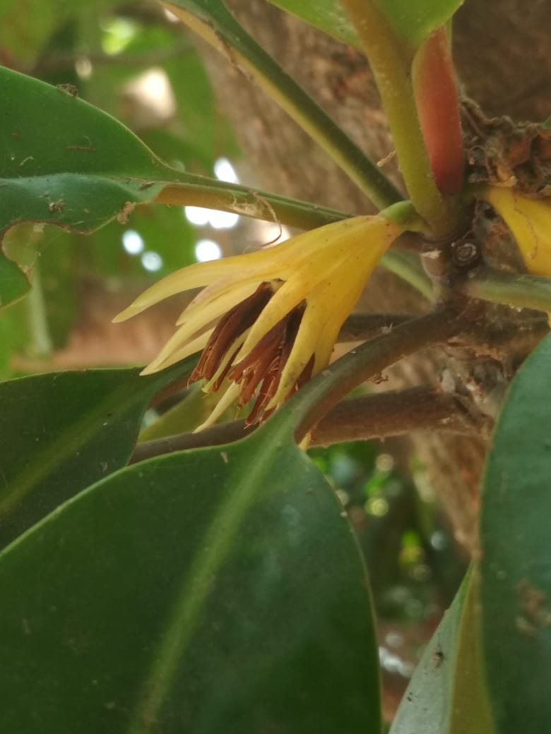 Cây vẹt đen không chỉ thu hút sự quan tâm của những người nghiên cứu thiên nhiên mà còn có giá trị trong lĩnh vực y học. Nó được sử dụng như một nguồn nguyên liệu để chế biến thuốc chữa bệnh ung bướu, tiêu chảy, sốt rét và phỏng. (Ảnh: India Biodiversity Portal)