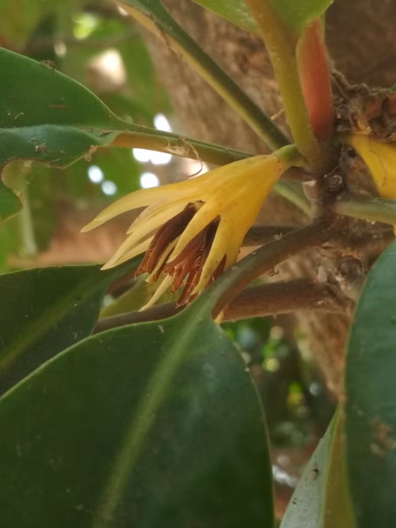 Cây vẹt đen không chỉ thu hút sự quan tâm của những người nghiên cứu thiên nhiên mà còn có giá trị trong lĩnh vực y học. Nó được sử dụng như một nguồn nguyên liệu để chế biến thuốc chữa bệnh ung bướu, tiêu chảy, sốt rét và phỏng. (Ảnh: India Biodiversity Portal)