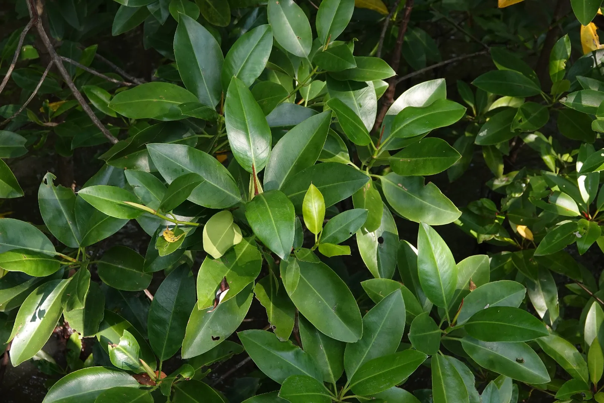 Cây vẹt đen không chỉ nổi bật với hình dáng thân cây mạnh mẽ và rễ thở hình trụ nón, mà còn với khả năng sinh sản và nuôi con độc đáo. Riêng điều này đã khiến cây vẹt đen trở thành loài thực vật kỳ lạ bậc nhất thế giới. (Ảnh: PictureThis)