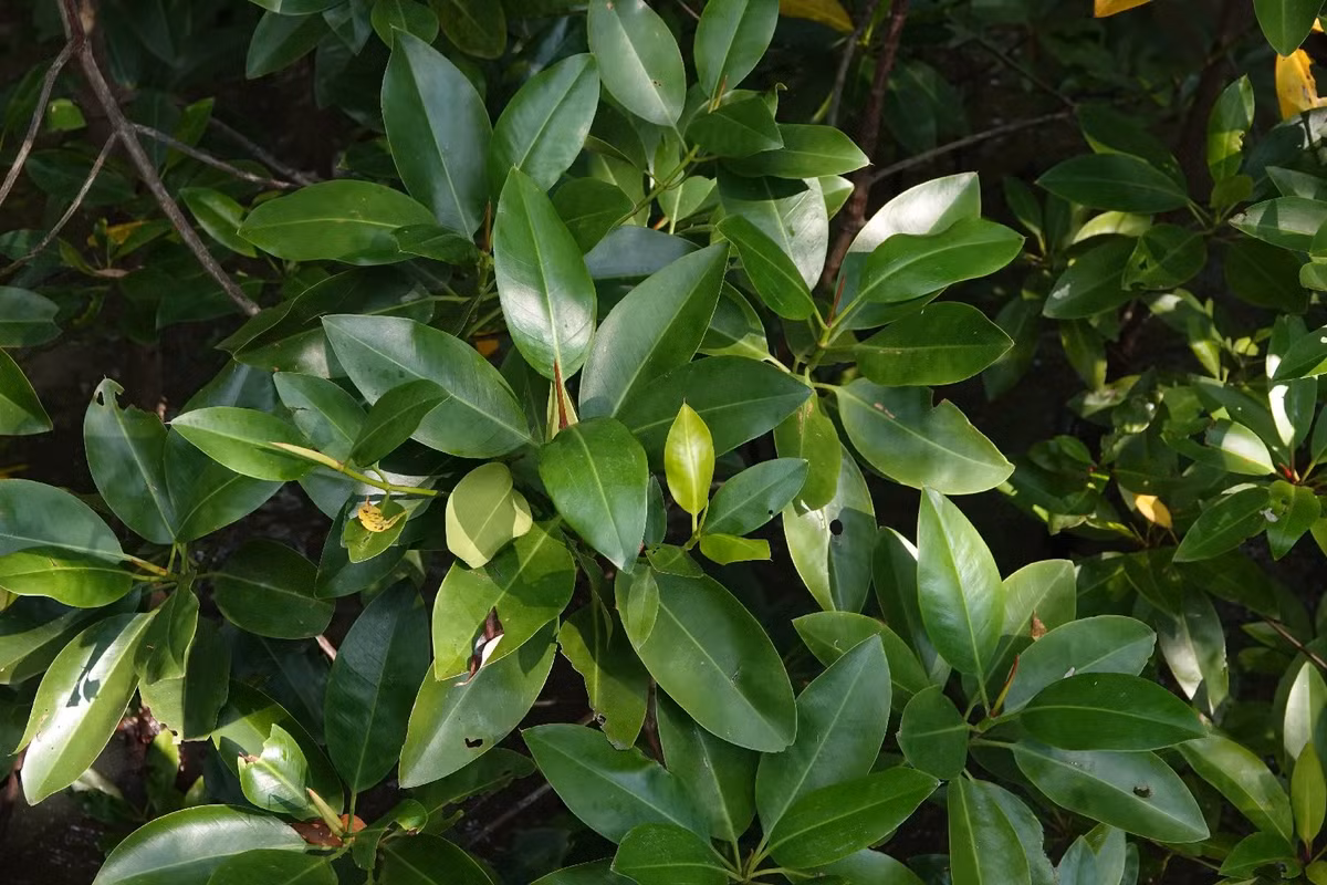 Cây vẹt đen không chỉ nổi bật với hình dáng thân cây mạnh mẽ và rễ thở hình trụ nón, mà còn với khả năng sinh sản và nuôi con độc đáo. Riêng điều này đã khiến cây vẹt đen trở thành loài thực vật kỳ lạ bậc nhất thế giới. (Ảnh: PictureThis)