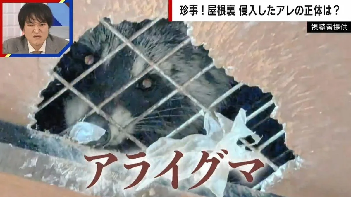 Chuyên gia Iwata Shun, một người chuyên xử lý động vật hoang dã, cảnh báo rằng chúng là loài nguy hiểm, có thể mang virus và ký sinh trùng, đặc biệt là bệnh dại. Việc tiếp xúc với lông hoặc nước tiểu của chúng cũng có thể gây dị ứng và bệnh truyền nhiễm. (Ảnh: viralcham)