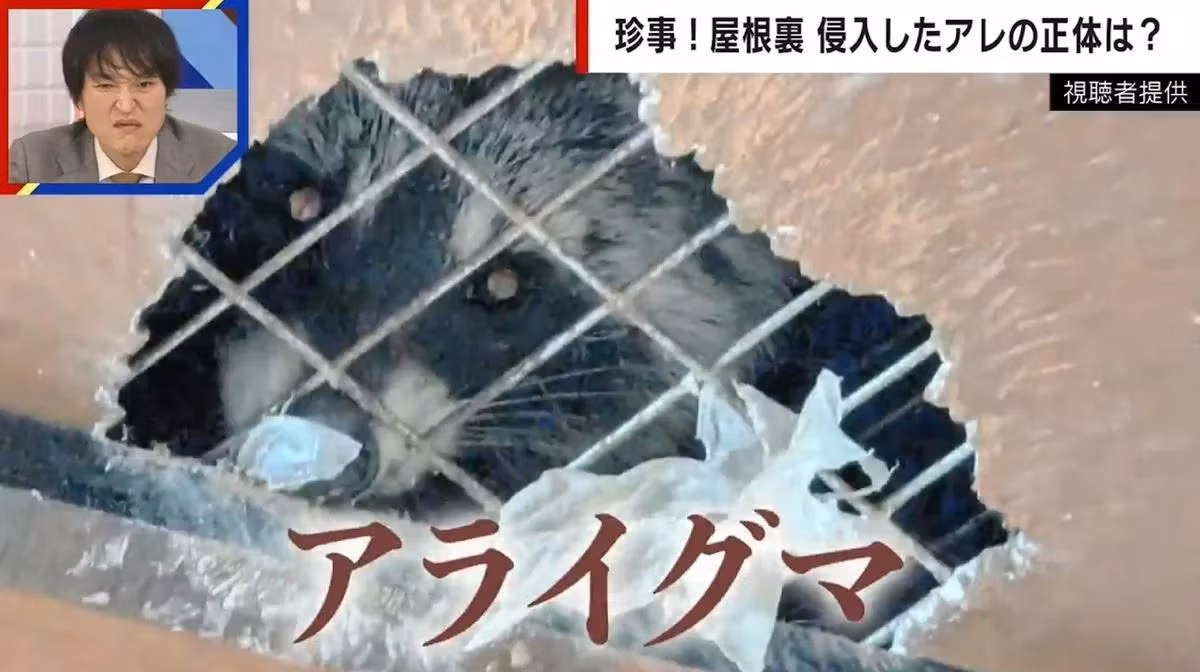 Chuyên gia Iwata Shun, một người chuyên xử lý động vật hoang dã, cảnh báo rằng chúng là loài nguy hiểm, có thể mang virus và ký sinh trùng, đặc biệt là bệnh dại. Việc tiếp xúc với lông hoặc nước tiểu của chúng cũng có thể gây dị ứng và bệnh truyền nhiễm. (Ảnh: viralcham)