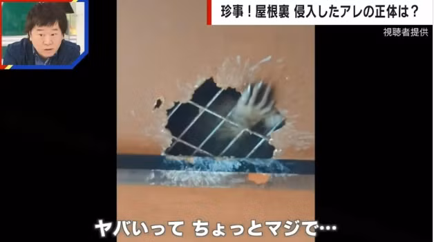 Một gia đình ở Tokyo, Nhật Bản, đã hoảng hốt khi phát hiện một " bàn tay tái mét" thò ra từ trần nhà. Sau khi kiểm tra, họ nhận ra đó là móng vuốt của một con gấu mèo đã đào lỗ và xâm nhập vào nhà. Con vật này thường xuyên gây tiếng ồn vào ban đêm, ảnh hưởng đến giấc ngủ của gia đình. (Ảnh: viralcham)