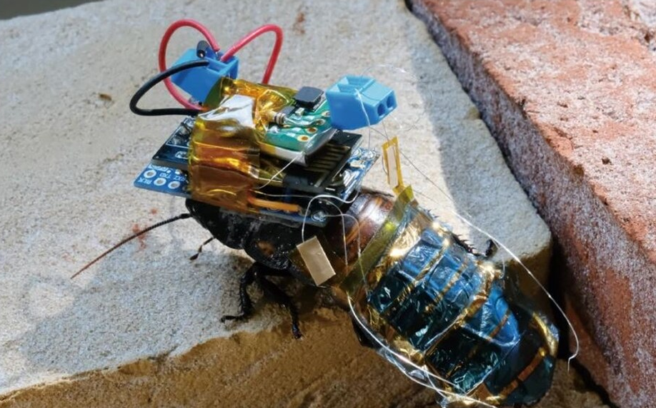 Theo các nhà nghiên cứu, lợi ích cứu hộ của gián cyborg vượt xa những lo ngại hiện tại.(Ảnh: India Today)