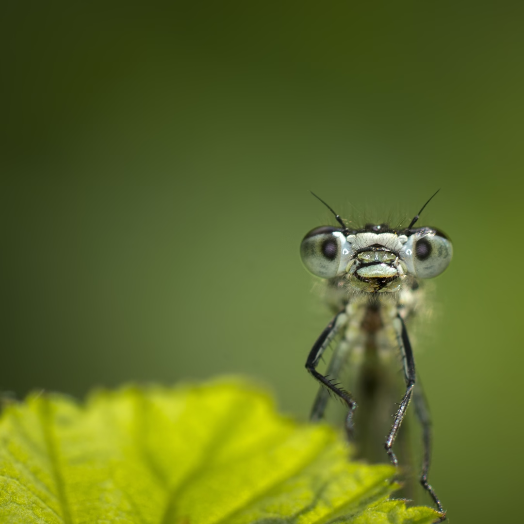 Công nghệ này gây tranh cãi về đạo đức, nhưng các nhà khoa học khẳng định không gây hại cho côn trùng.(Ảnh: The Atlantic)
