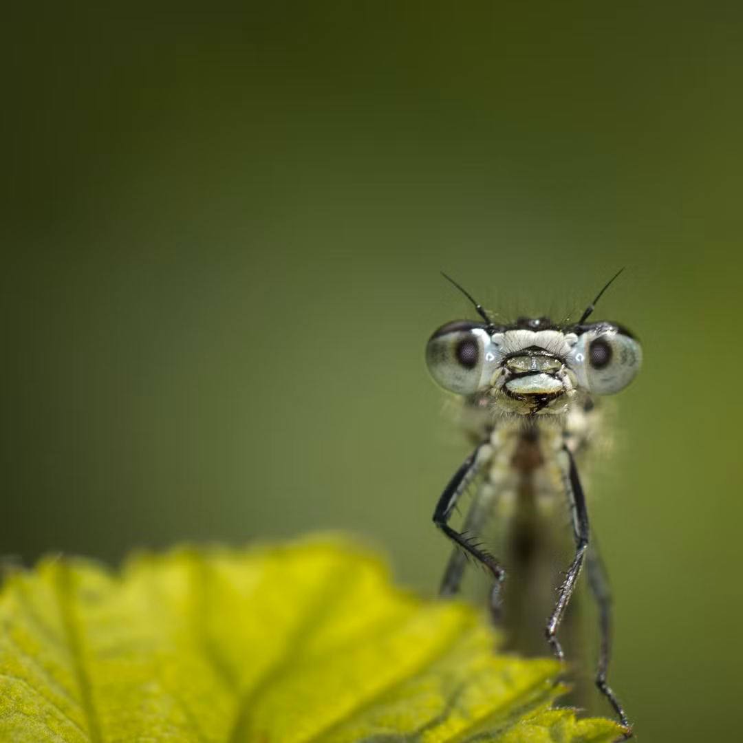 Công nghệ này gây tranh cãi về đạo đức, nhưng các nhà khoa học khẳng định không gây hại cho côn trùng.(Ảnh: The Atlantic)