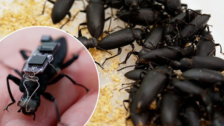 Các nhà khoa học đang phát triển gián robot khổng lồ để hỗ trợ tìm kiếm cứu hộ. (Ảnh: 9News)