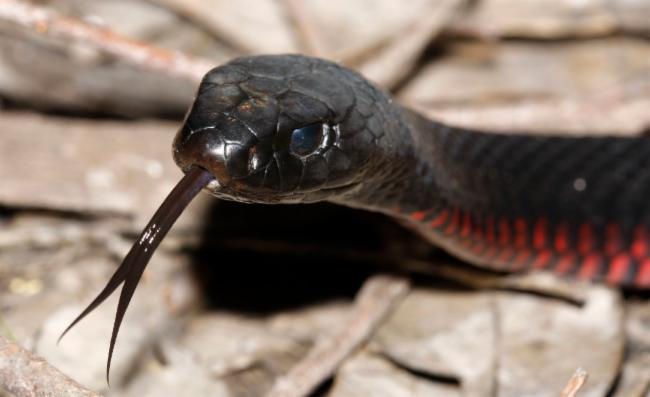 Rắn đen bụng đỏ (Pseudechis porphyriacus) là loài rắn thuộc họ Rắn hổ, được mô tả khoa học lần đầu năm 1794. Đây là loài rắn bản địa Úc, thường gặp ở miền đông nước này, với chiều dài trung bình khoảng 1,25m.(Ảnh: Atlas of Living Australia)