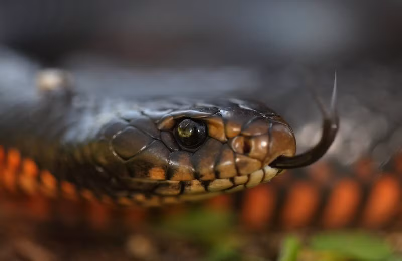 Thức ăn chính của chúng là ếch, ngoài ra còn có cá, bò sát và động vật có vú nhỏ. (Ảnh: Australian Museum)