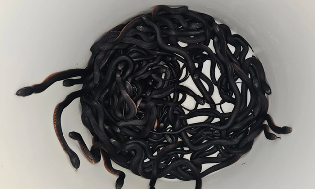 David Stein lập tức gọi dịch vụ cứu hộ Reptile Relocation Sydney. Các chuyên gia đã phát hiện tổng cộng 102 con rắn, bao gồm rắn mang thai và rắn sơ sinh ẩn trong lớp mùn cưa trong vườn. Đây là một sự việc hiếm gặp và đáng sợ, theo chuyên gia về rắn Scott Eipper. (Ảnh: Đời sống pháp luật)