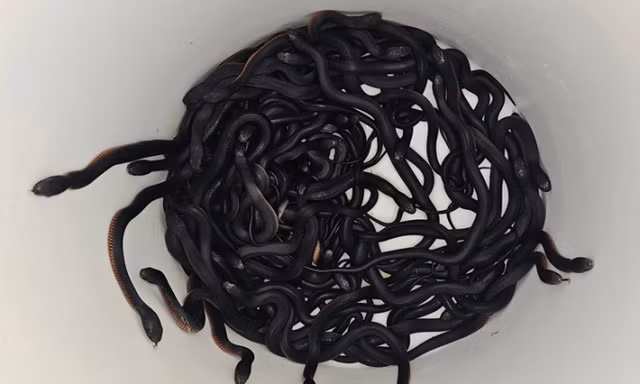 David Stein lập tức gọi dịch vụ cứu hộ Reptile Relocation Sydney. Các chuyên gia đã phát hiện tổng cộng 102 con rắn, bao gồm rắn mang thai và rắn sơ sinh ẩn trong lớp mùn cưa trong vườn. Đây là một sự việc hiếm gặp và đáng sợ, theo chuyên gia về rắn Scott Eipper. (Ảnh: Đời sống pháp luật)