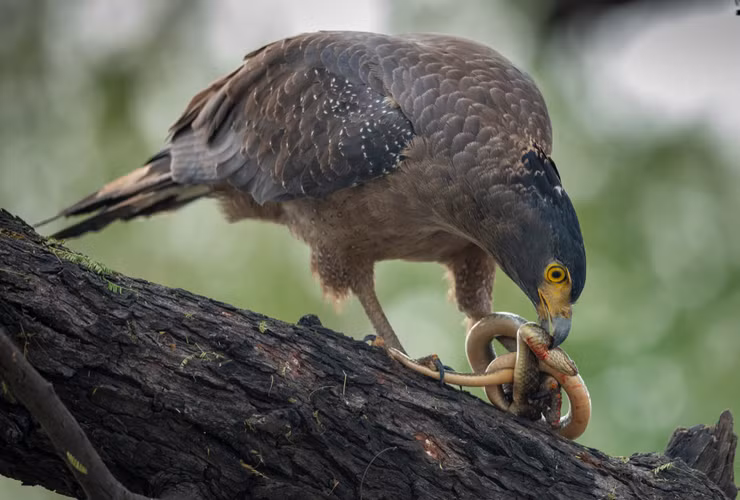 Chúng phân bố chủ yếu ở các vùng rừng nhiệt đới và cận nhiệt đới của khu vực Nam Á và Đông Nam Á, bao gồm cả Việt Nam. Ảnh: Pinterest.