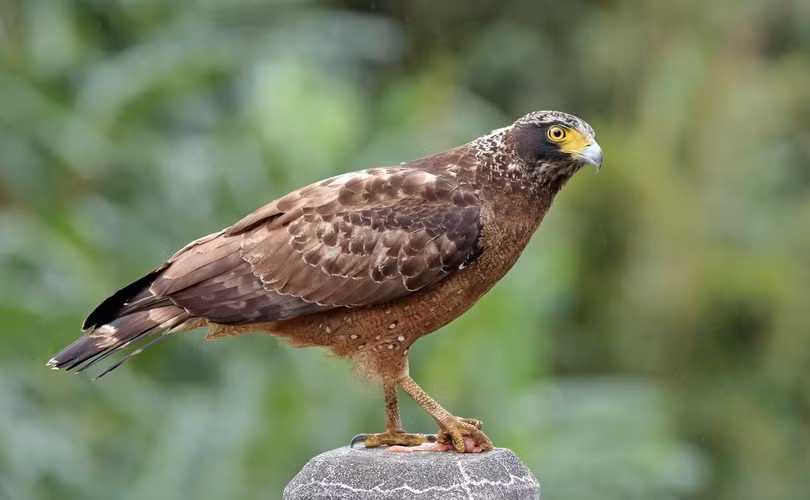 Với tên khoa học là Spilornis cheela, diều hoa Miến Điện còn có tên gọi khác là là diều hâu lưng nâu, là một loài chim săn mồi thuộc họ Ưng (Accipitridae). Ảnh: Pinterest.